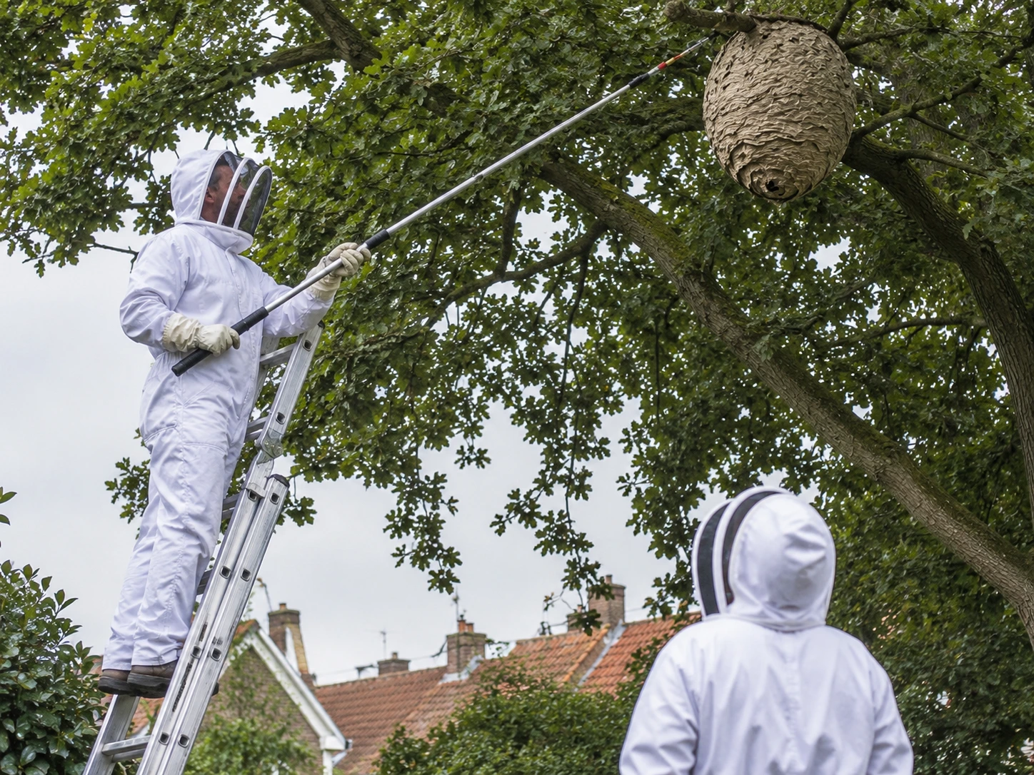 Hoornaarnest in hoge boom wordt vanaf ladder bereikt in Groningen